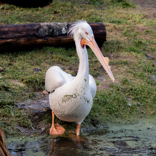 GVZOO Animals