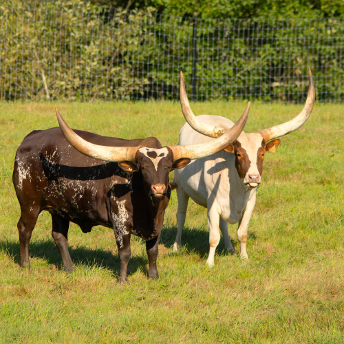 GVZOO Animals