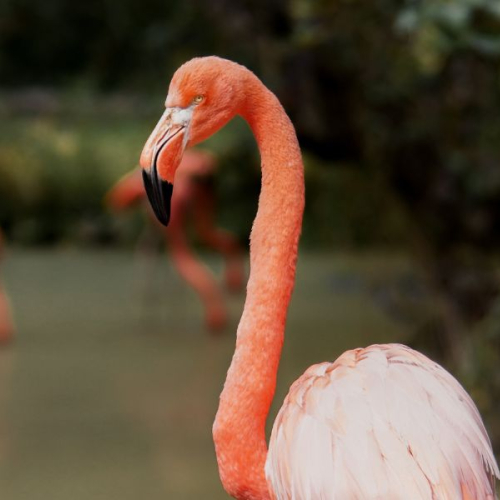 GVZOO Animals